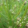 Fotografia 12 da espécie Plantago sempervirens do Jardim Botânico UTAD