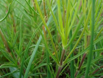 Fotografia da espécie Plantago sempervirens