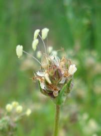 Fotografia da espécie Plantago sempervirens