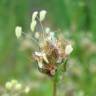 Fotografia 14 da espécie Plantago sempervirens do Jardim Botânico UTAD