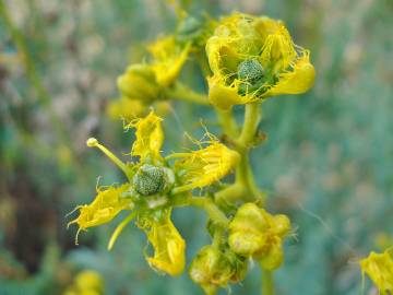 Fotografia da espécie Ruta angustifolia