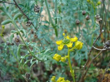 Fotografia da espécie Ruta angustifolia