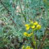 Fotografia 6 da espécie Ruta angustifolia do Jardim Botânico UTAD