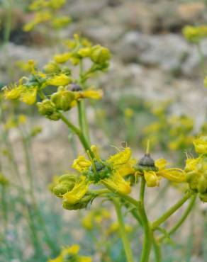 Fotografia 7 da espécie Ruta angustifolia no Jardim Botânico UTAD