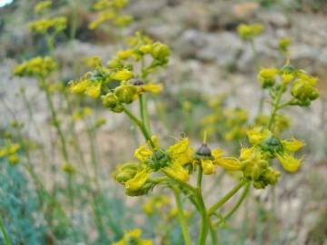 Fotografia da espécie Ruta angustifolia