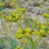 Fotografia 7 da espécie Ruta angustifolia do Jardim Botânico UTAD