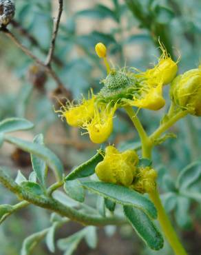 Fotografia 8 da espécie Ruta angustifolia no Jardim Botânico UTAD