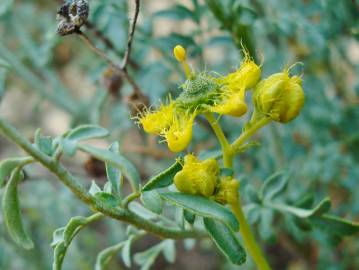 Fotografia da espécie Ruta angustifolia