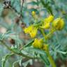 Fotografia 8 da espécie Ruta angustifolia do Jardim Botânico UTAD