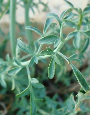 Fotografia 9 da espécie Ruta angustifolia no Jardim Botânico UTAD