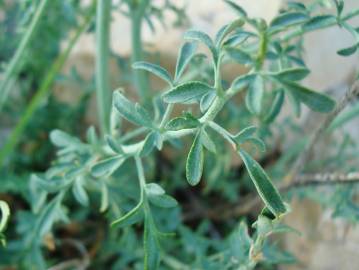 Fotografia da espécie Ruta angustifolia