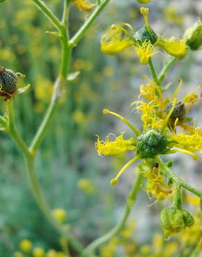 Fotografia 10 da espécie Ruta angustifolia no Jardim Botânico UTAD