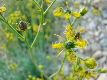 Fotografia da espécie Ruta angustifolia