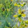 Fotografia 10 da espécie Ruta angustifolia do Jardim Botânico UTAD