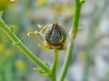 Fotografia da espécie Ruta angustifolia