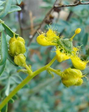 Fotografia 12 da espécie Ruta angustifolia no Jardim Botânico UTAD