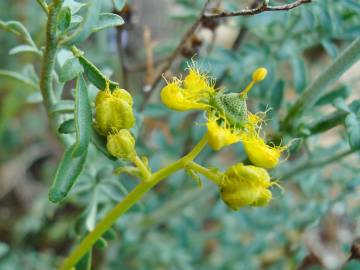 Fotografia da espécie Ruta angustifolia