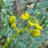 Fotografia 12 da espécie Ruta angustifolia do Jardim Botânico UTAD