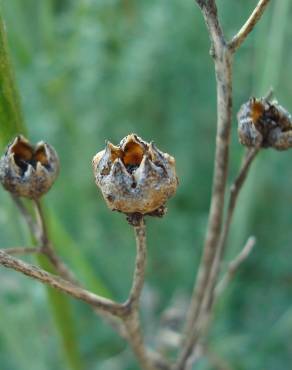 Fotografia 13 da espécie Ruta angustifolia no Jardim Botânico UTAD