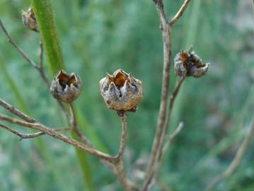 Fotografia da espécie Ruta angustifolia