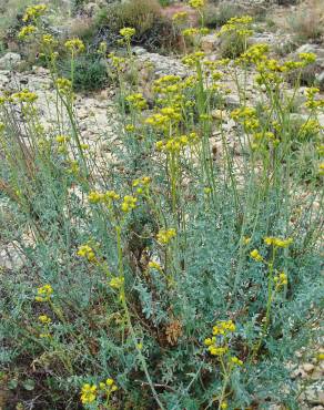 Fotografia 14 da espécie Ruta angustifolia no Jardim Botânico UTAD