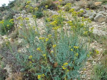 Fotografia da espécie Ruta angustifolia