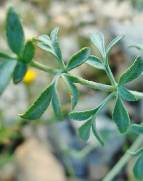 Fotografia 15 da espécie Ruta angustifolia no Jardim Botânico UTAD