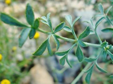 Fotografia da espécie Ruta angustifolia