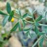 Fotografia 15 da espécie Ruta angustifolia do Jardim Botânico UTAD