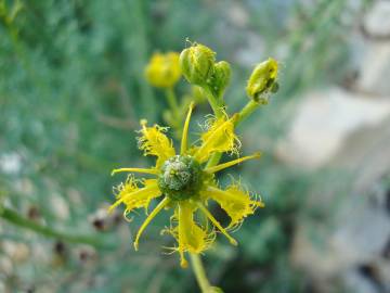 Fotografia da espécie Ruta angustifolia