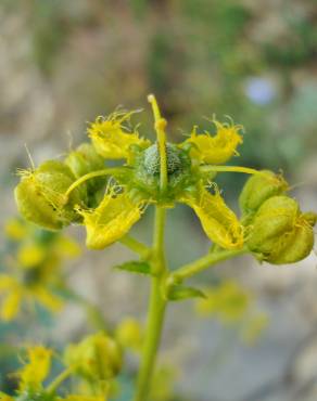 Fotografia 17 da espécie Ruta angustifolia no Jardim Botânico UTAD