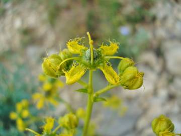 Fotografia da espécie Ruta angustifolia