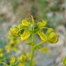 Fotografia 17 da espécie Ruta angustifolia do Jardim Botânico UTAD