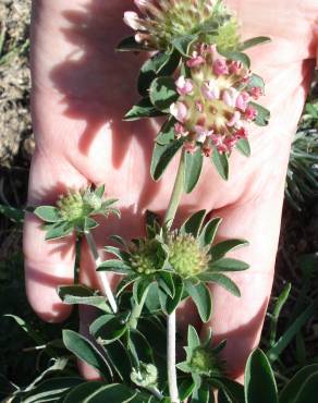 Fotografia 16 da espécie Anthyllis vulneraria subesp. maura no Jardim Botânico UTAD