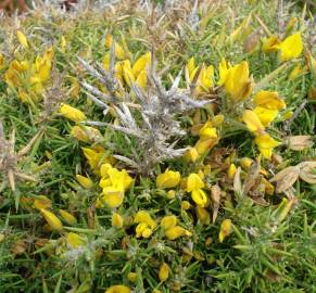 Fotografia da espécie Ulex densus