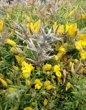 Fotografia 1 da espécie Ulex densus no Jardim Botânico UTAD