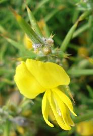 Fotografia da espécie Ulex densus