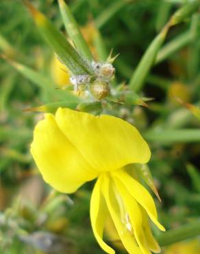 Fotografia 4 da espécie Ulex densus no Jardim Botânico UTAD