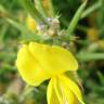 Fotografia 4 da espécie Ulex densus do Jardim Botânico UTAD