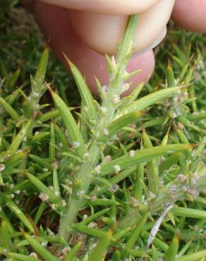 Fotografia 6 da espécie Ulex densus no Jardim Botânico UTAD