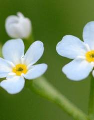 Myosotis secunda