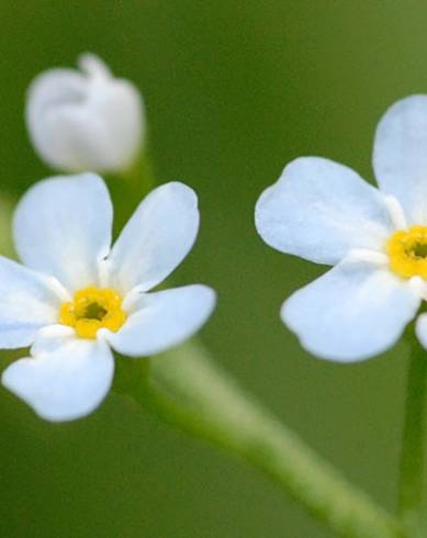 Fotografia de capa Myosotis secunda - do Jardim Botânico