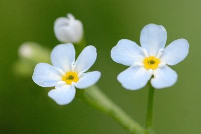 Fotografia da espécie Myosotis secunda