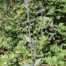 Fotografia 2 da espécie Nepeta caerulea do Jardim Botânico UTAD