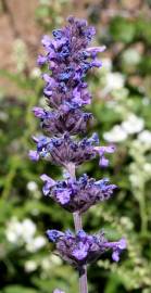 Fotografia da espécie Nepeta caerulea