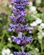 Fotografia da espécie Nepeta caerulea