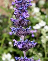 Nepeta caerulea