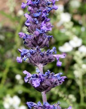 Fotografia 1 da espécie Nepeta caerulea no Jardim Botânico UTAD