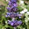 Fotografia 1 da espécie Nepeta caerulea do Jardim Botânico UTAD