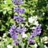 Fotografia 3 da espécie Nepeta caerulea do Jardim Botânico UTAD